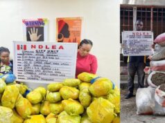 NDLEA Busts Cocaine Hidden in Dry Fish Shipment