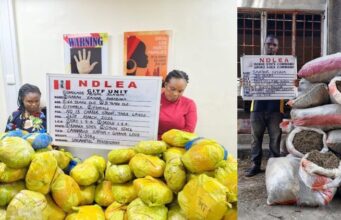 NDLEA Busts Cocaine Hidden in Dry Fish Shipment