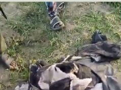 Elephant Rampage in Oyo Leaves One Dead, Another Missing