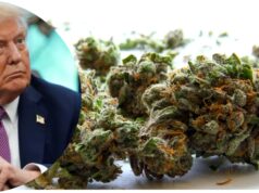 U.S. Reclassifies Medical Marijuana as Lower-Risk Drug in Landmark Policy Shift