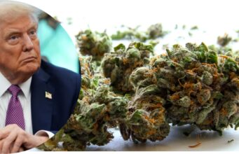 U.S. Reclassifies Medical Marijuana as Lower-Risk Drug in Landmark Policy Shift