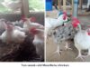 Nigeria Unveils ‘MoorBeta’ Chicken, Targets Poultry Boom, Food Security Gains