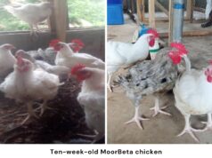 Nigeria Unveils ‘MoorBeta’ Chicken, Targets Poultry Boom, Food Security Gains